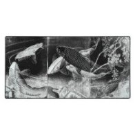 Pelės kilimėlis "LIT Mousepad" Carp with Wisteria, by Yoshitoshi -